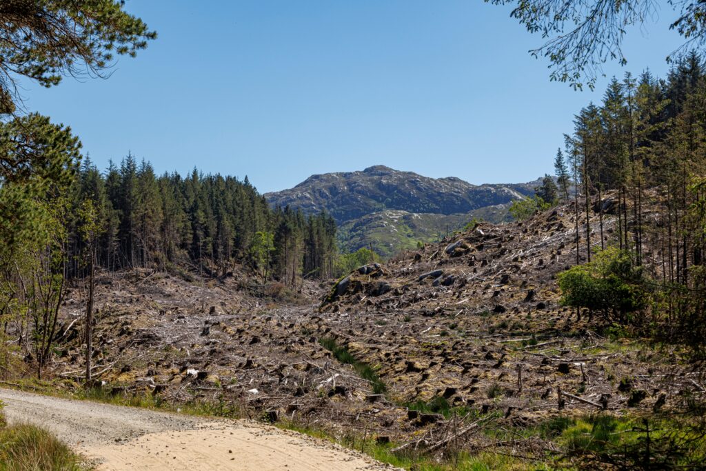Deforestazione: ultime novità