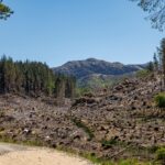 Deforestation,Near,Singing,Sands,Beach,Ardnamurchan,Peninsula,Scotland